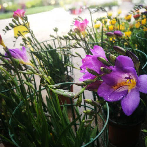 fiori stagionali Vivaio Borgo Natura Catania