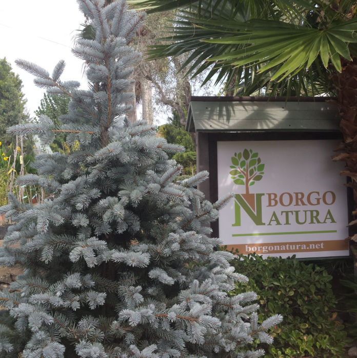 Conifere e abeti borgo natura