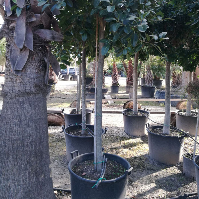 Alberi Ornamentali Borgo Natura Vivai